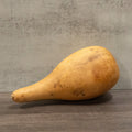Dried Misc. Penguin Gourd - 2nds