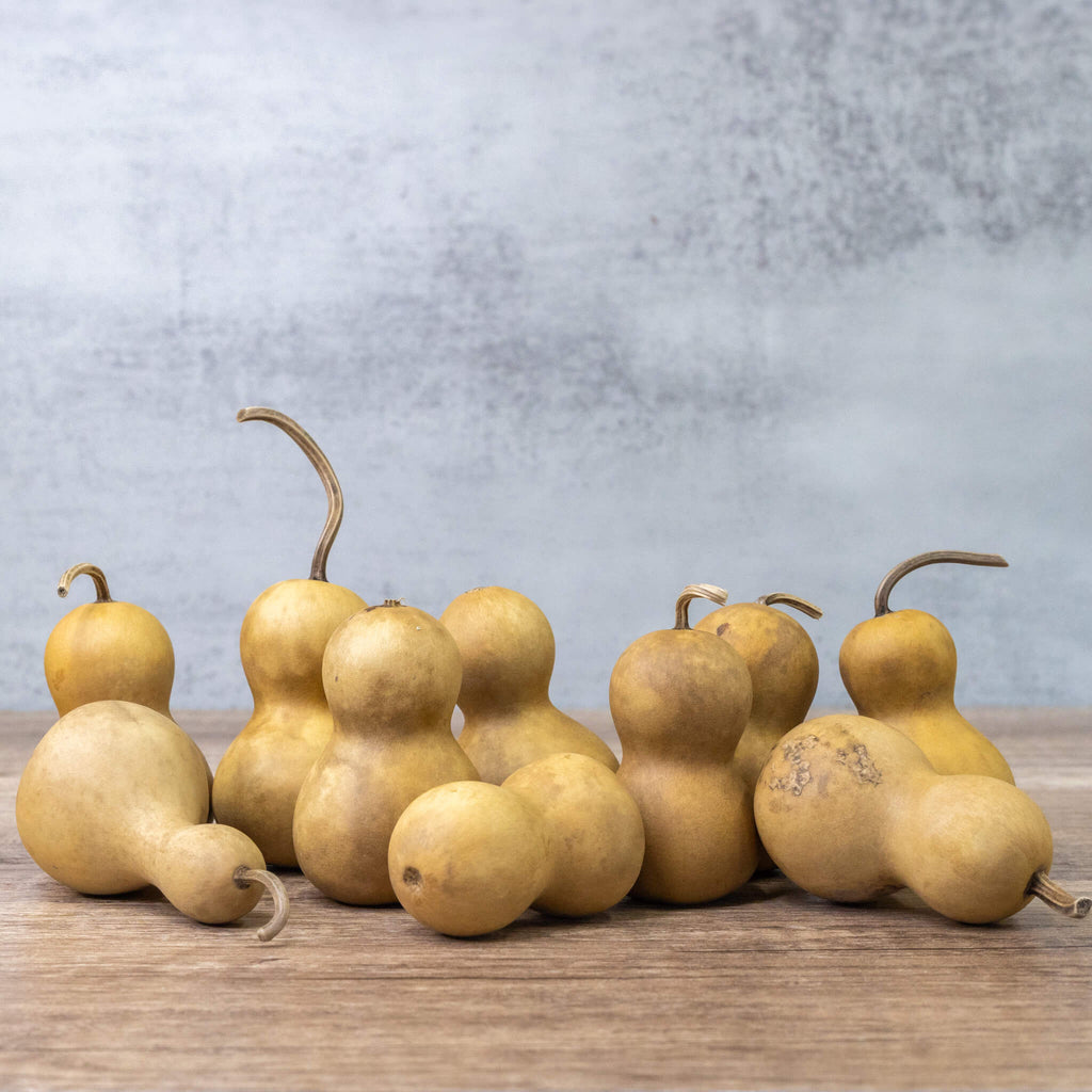 Dried Mini Bottle Gourd - 1.75" in Diameter