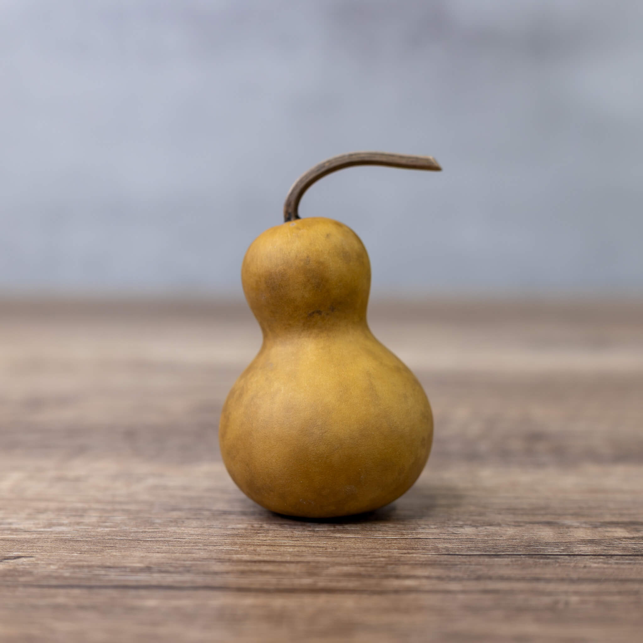Dried Mini Bottle Gourd - 1.75" in Diameter