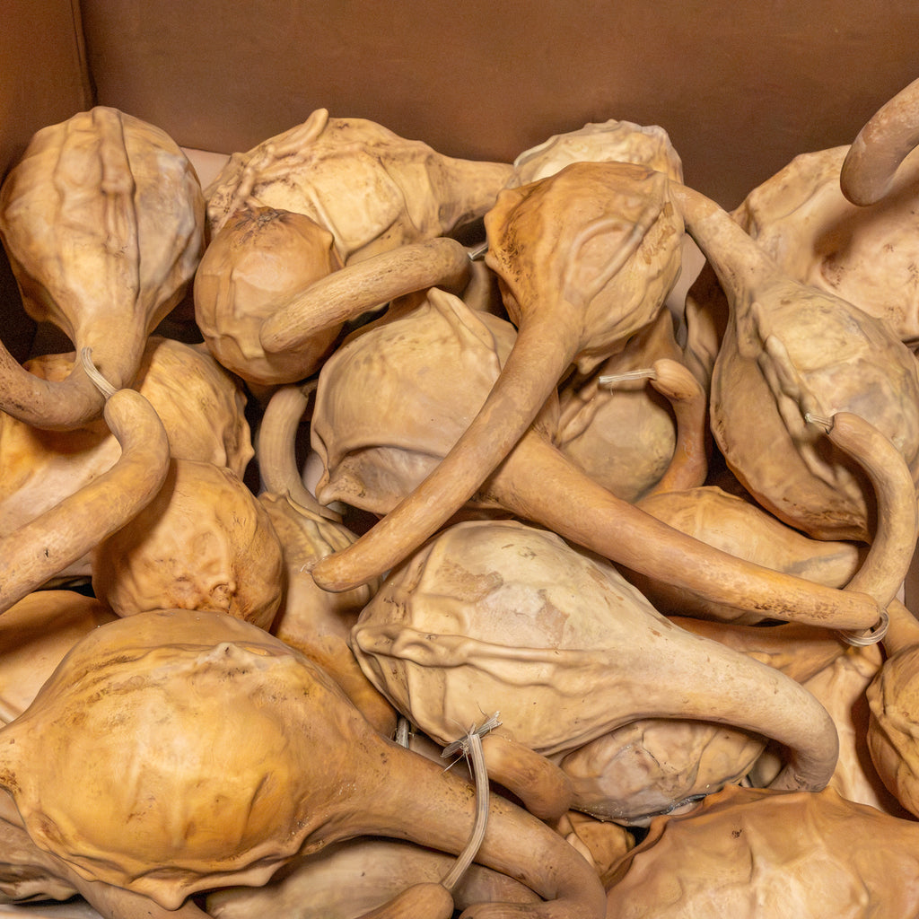 Dried Maranka Gourd - 4"-7" in Diameter