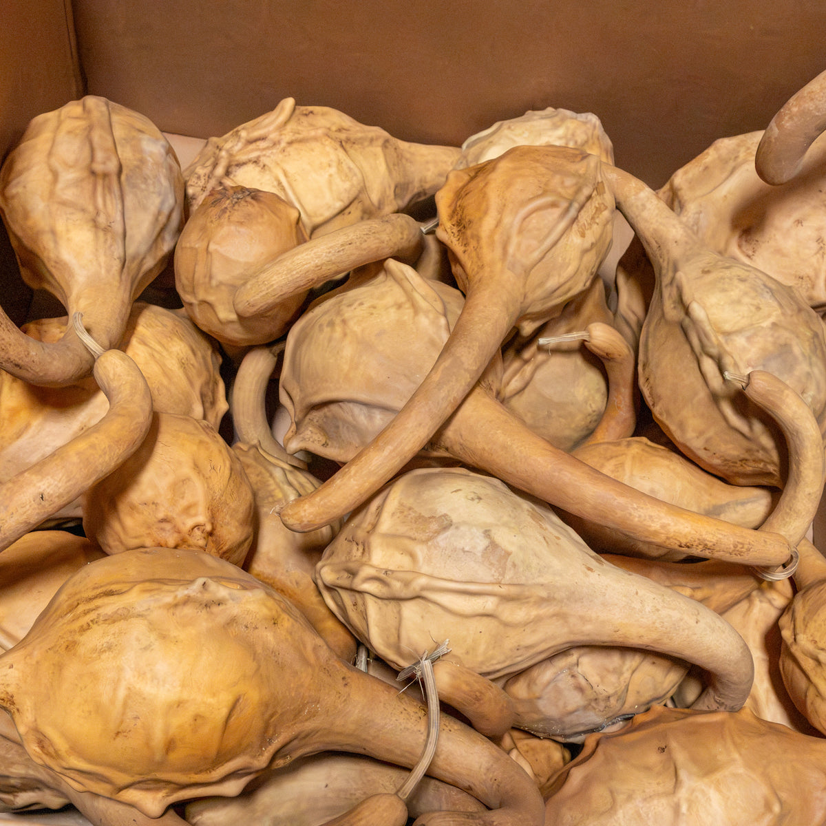 Dried Maranka Gourd - 4"-7" in Diameter