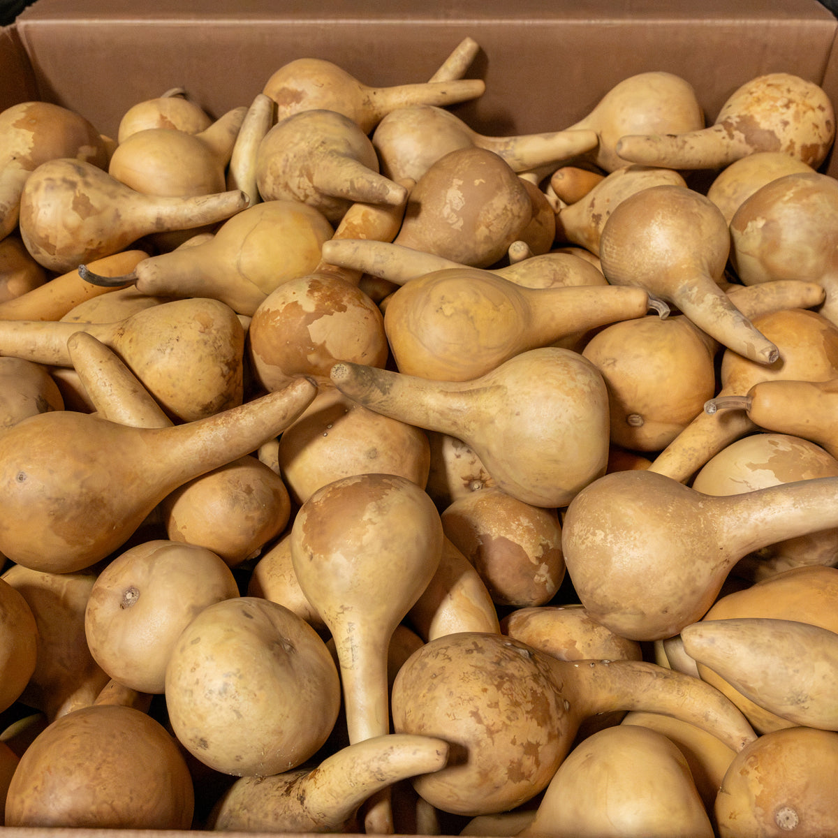Dried Martin Gourd - 3.5" in Diameter