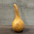 Dried Martin Gourd - 3.5" in Diameter