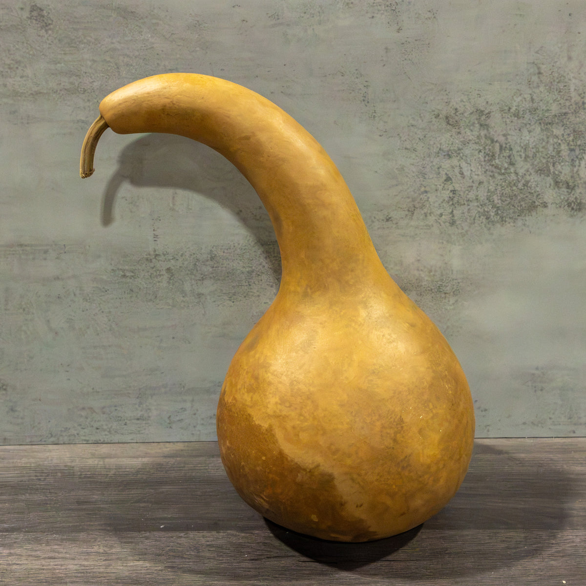 Dried Apache Gourd - 7" in Diameter