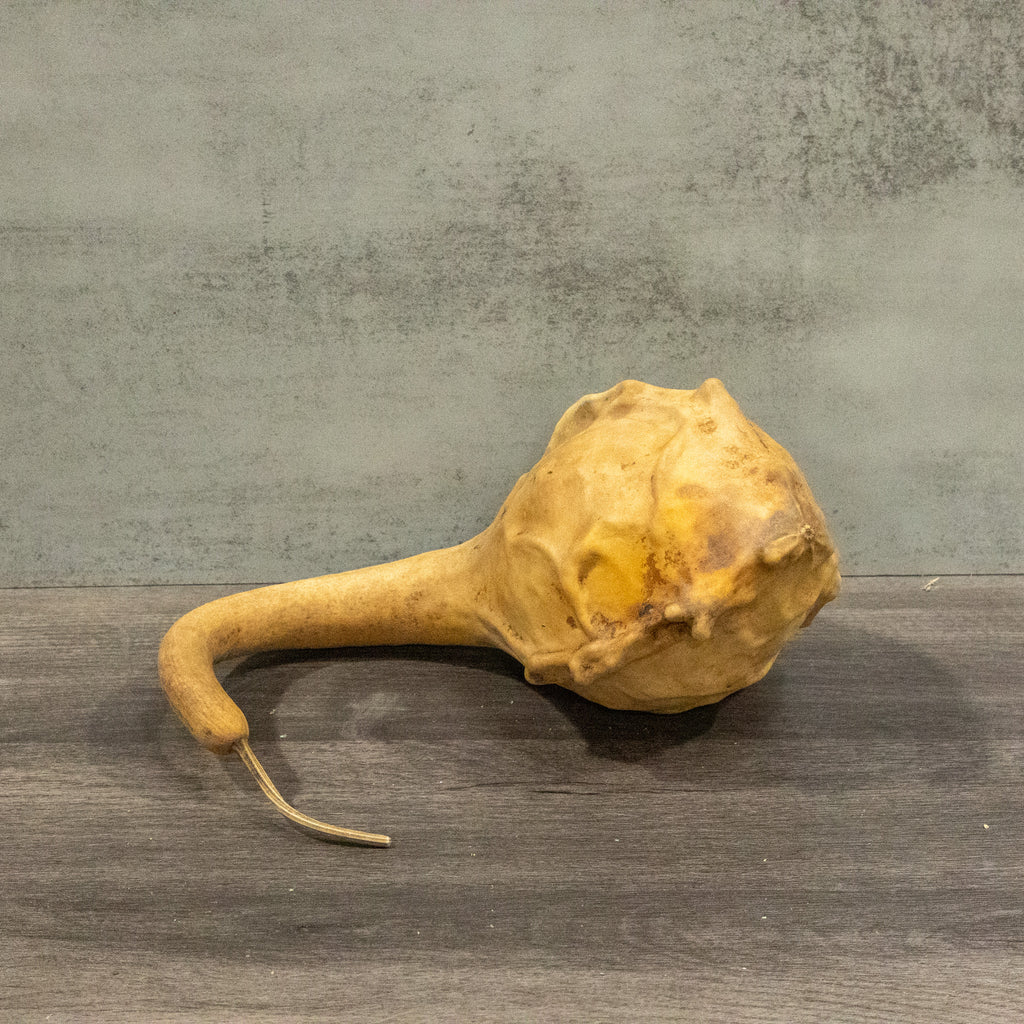 Dried Maranka Gourd - 4"-7" in Diameter