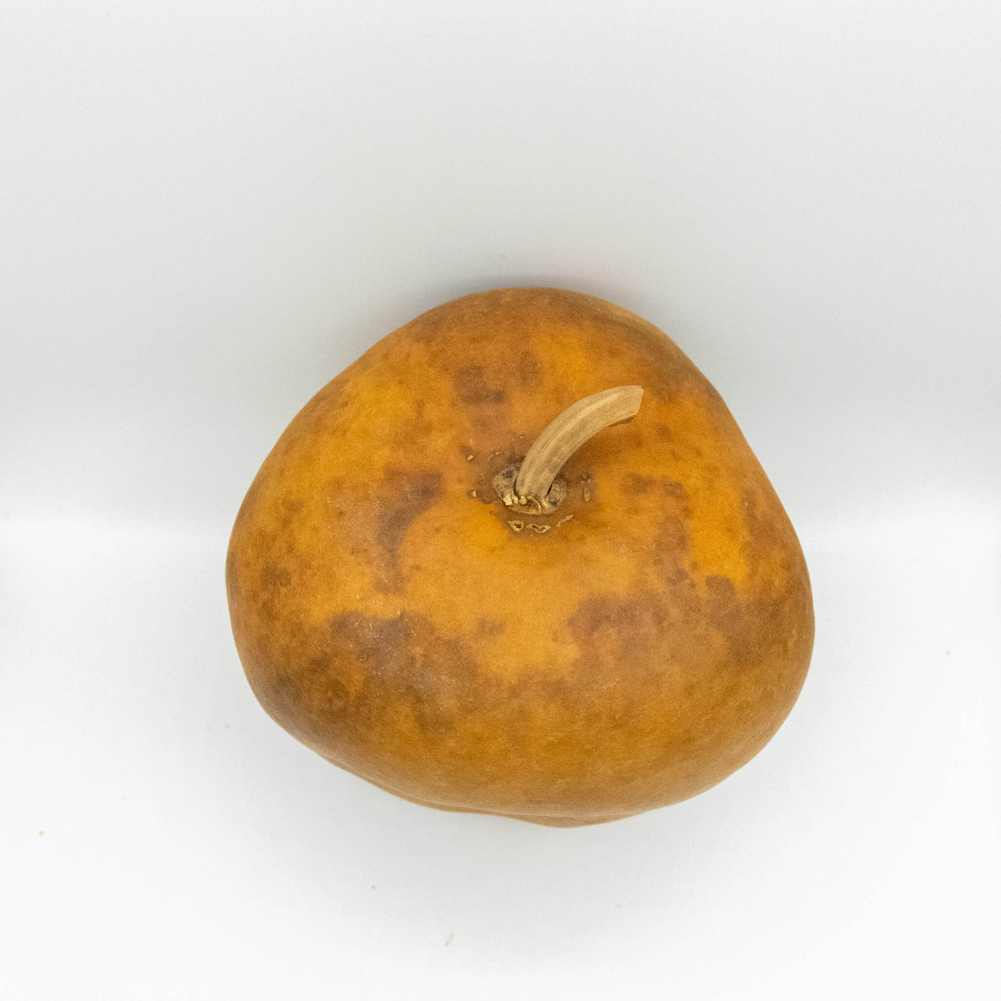 Dried Medium Apple Gourd Shaped Like Bell Peppers