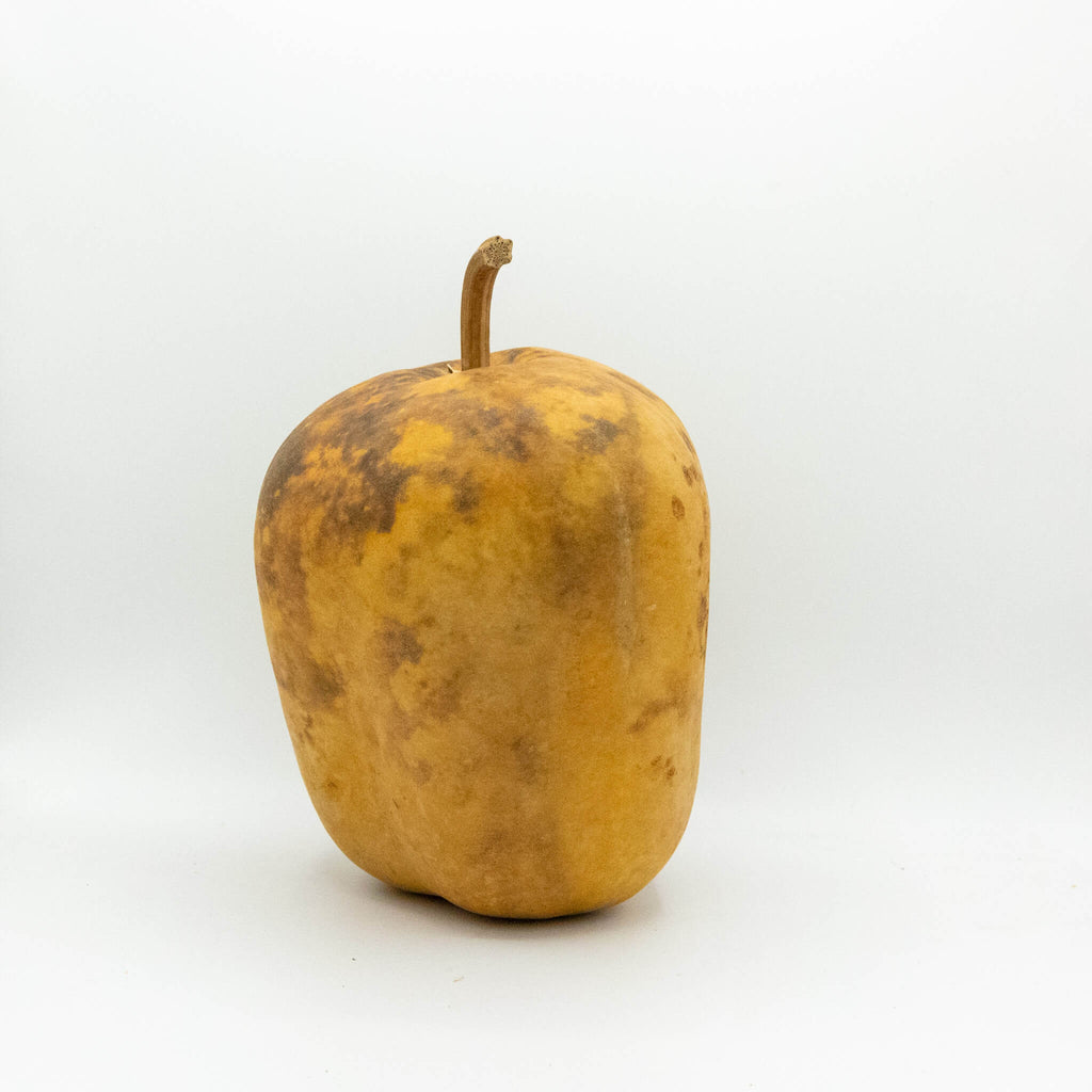 Dried Medium Apple Gourd Shaped Like Bell Peppers