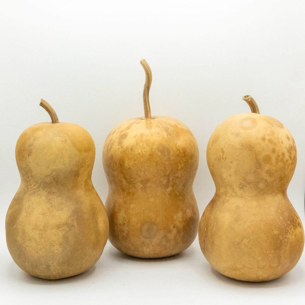 Dried Hourglass Bottle Gourd - 5" in Diameter