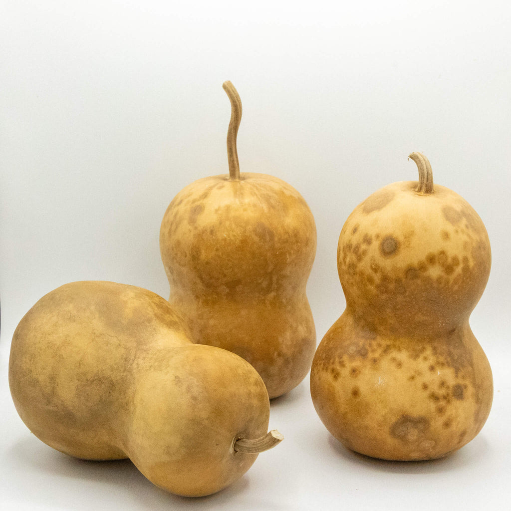 Dried Hourglass Bottle Gourd - 5" in Diameter