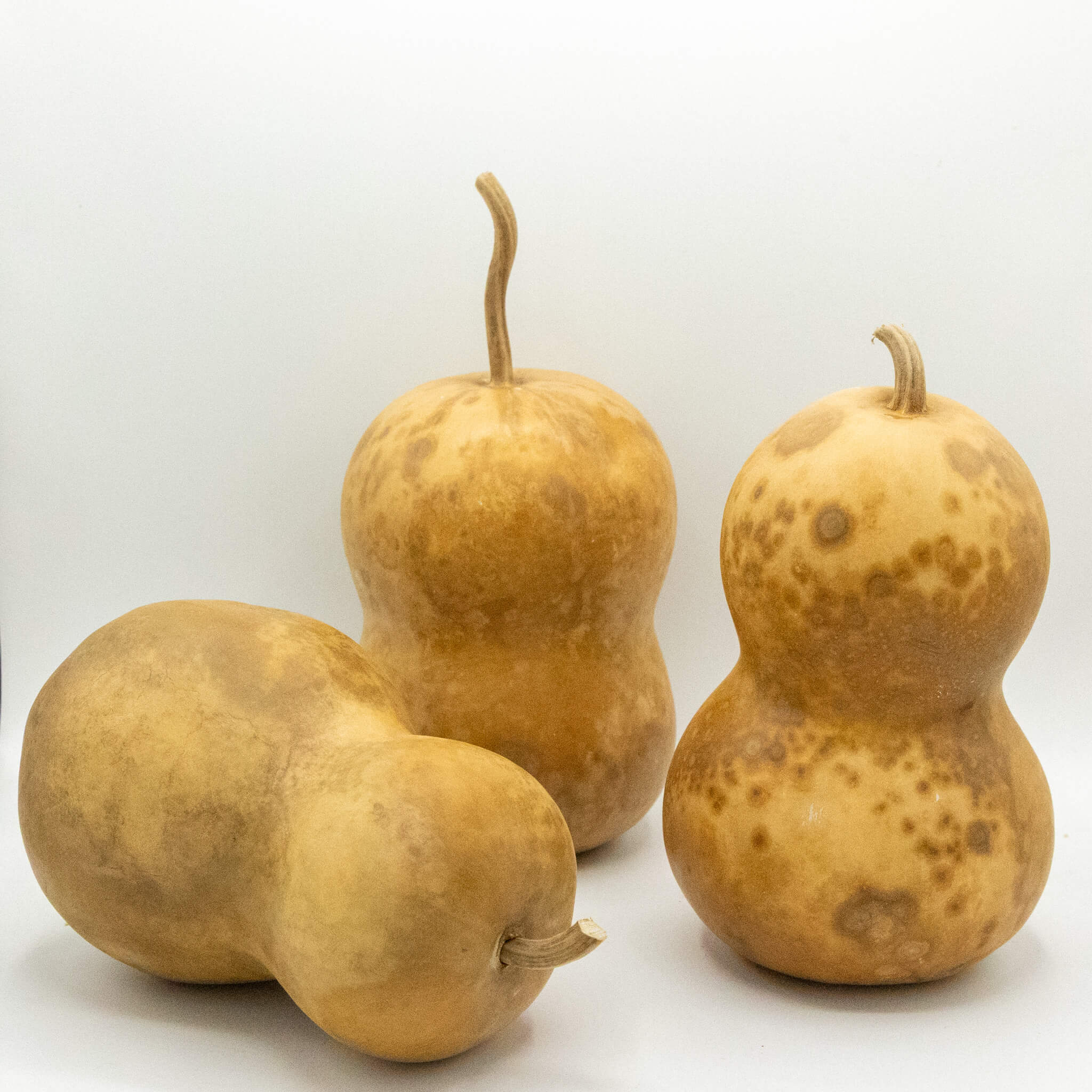 Dried Hourglass Bottle Gourd - 5" in Diameter