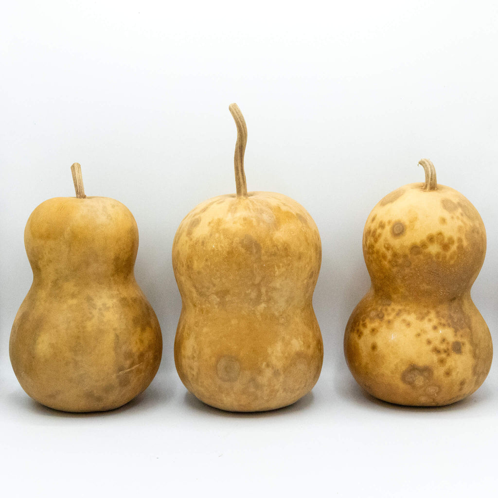 Dried Hourglass Bottle Gourd - 5" in Diameter