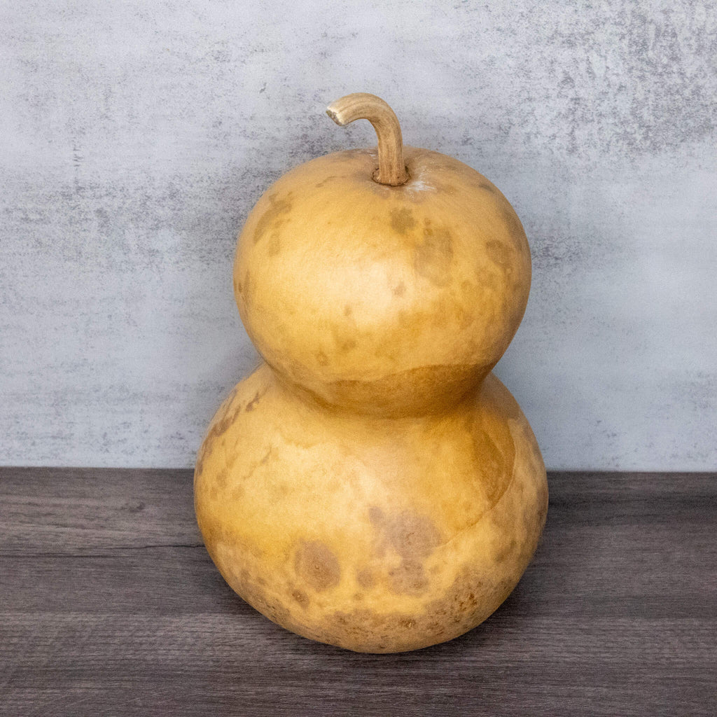 Dried Hourglass Bottle Gourd - 6" in Diameter
