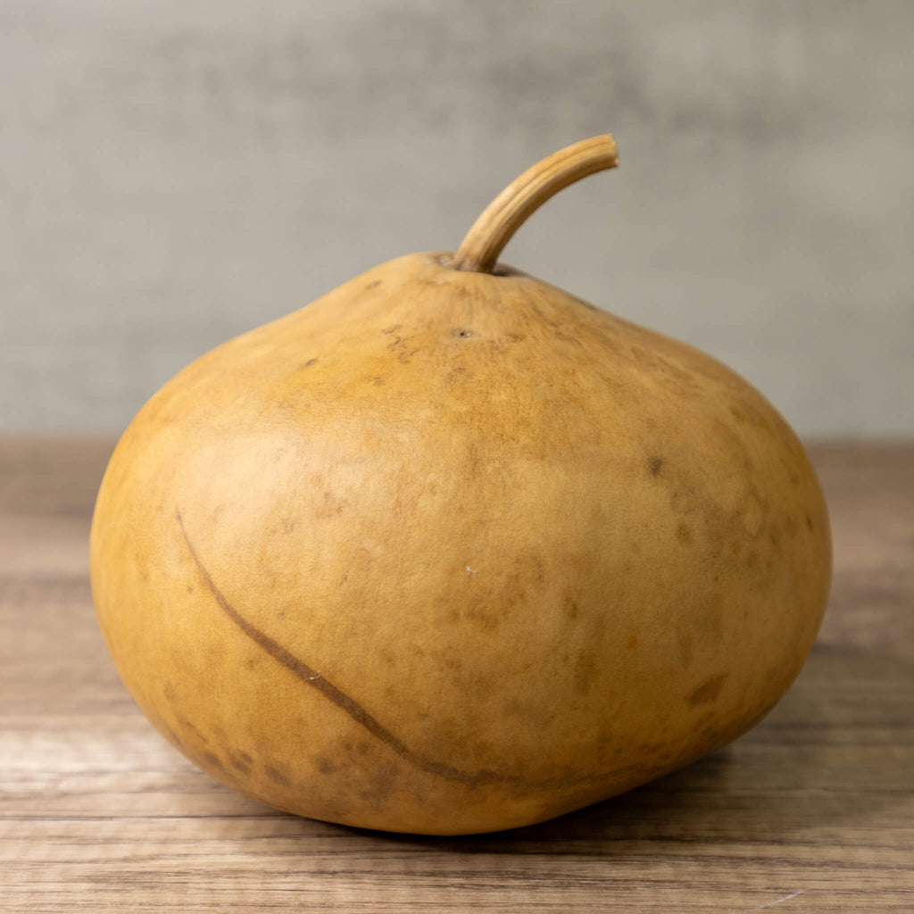 Dried Canteen Gourd - 7" in Diameter