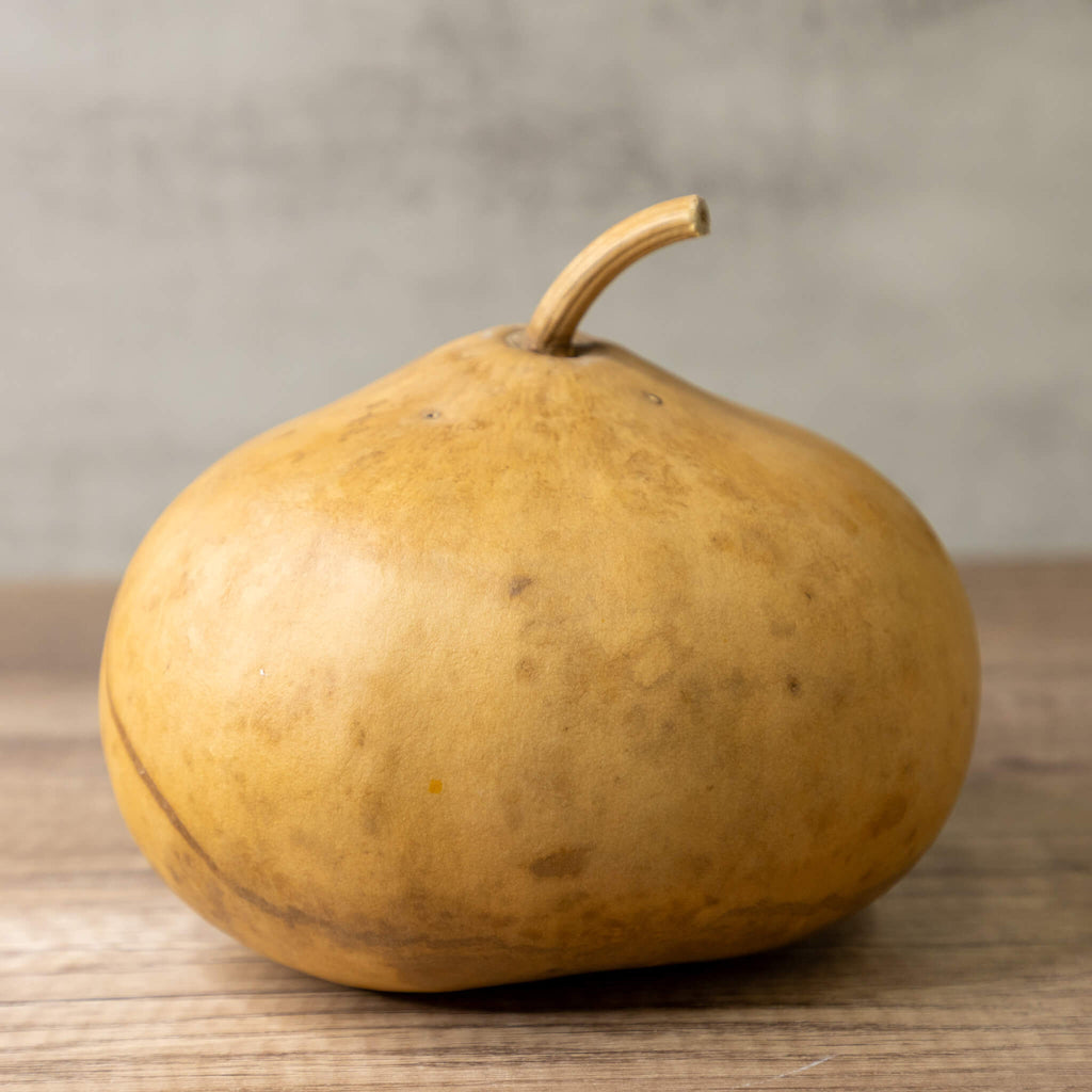 Dried Canteen Gourd - 7" in Diameter