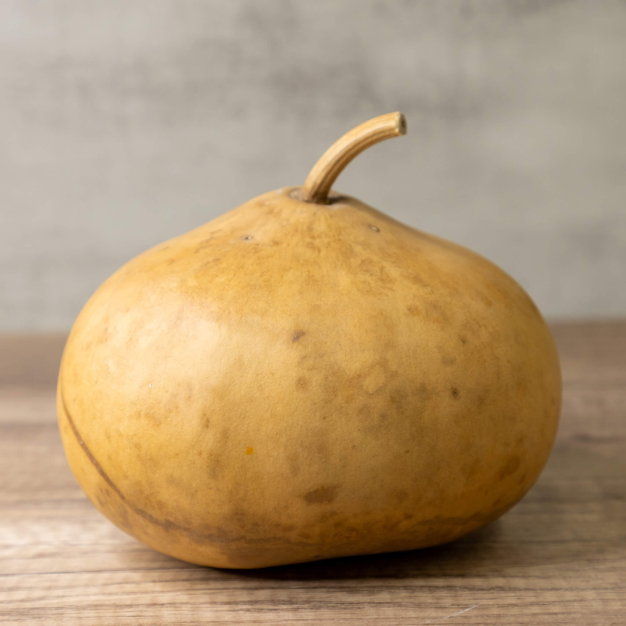Dried Canteen Gourd - 7" in Diameter