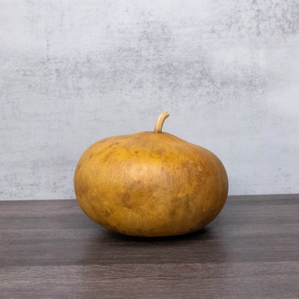 Dried Canteen Gourd - 6" in Diameter