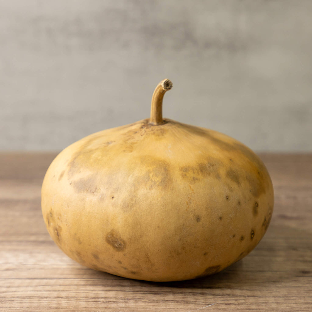 Dried Canteen Gourd - 7" in Diameter
