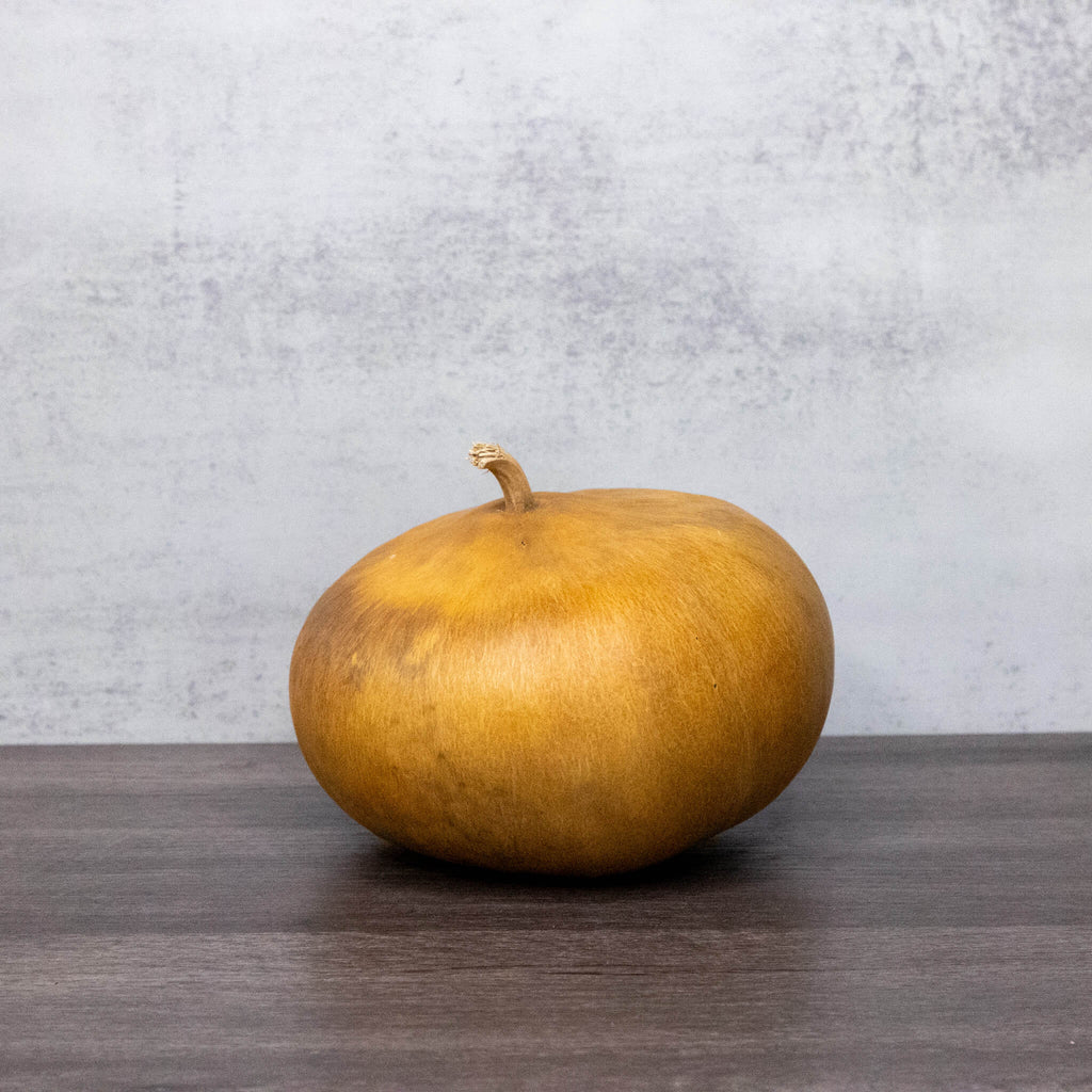 Dried Canteen Gourd - 6" in Diameter