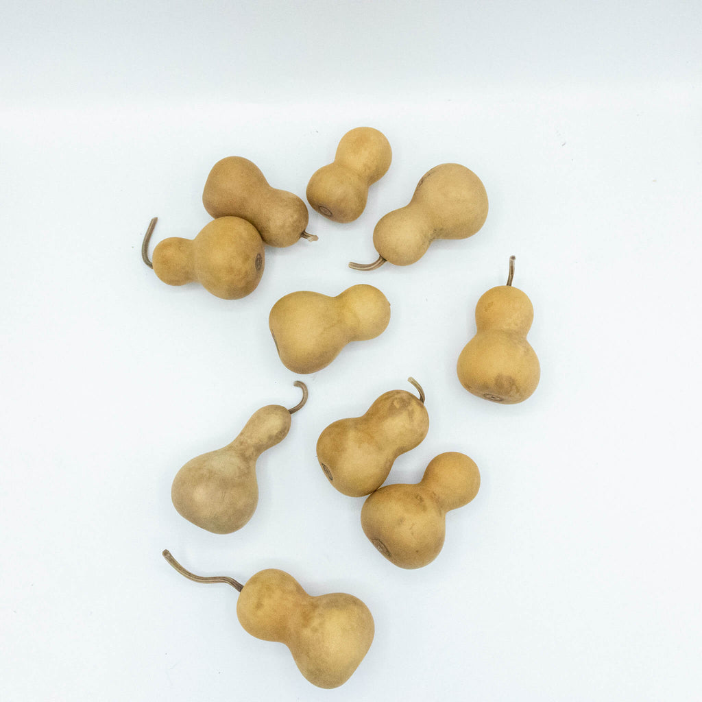 Dried Mini Bottle Gourd - 1.75" in Diameter