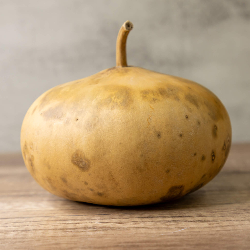 Dried Canteen Gourd - 7" in Diameter
