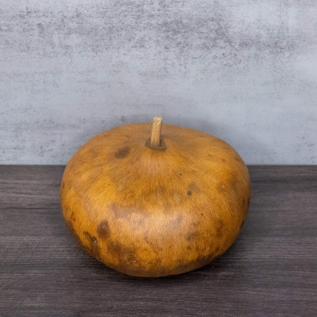 Dried Canteen Gourd - 6" in Diameter
