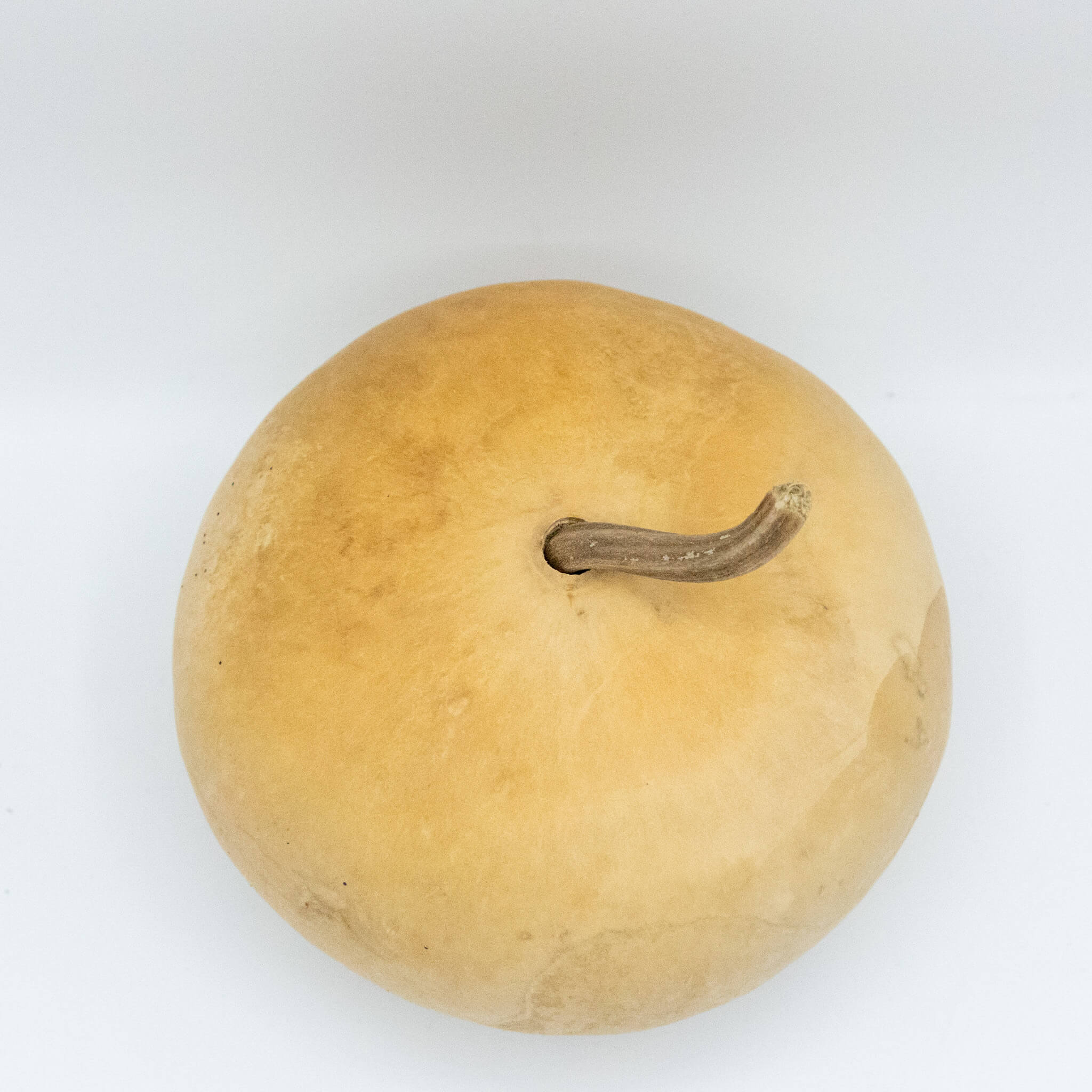 Dried Canteen Gourd - 6" in Diameter