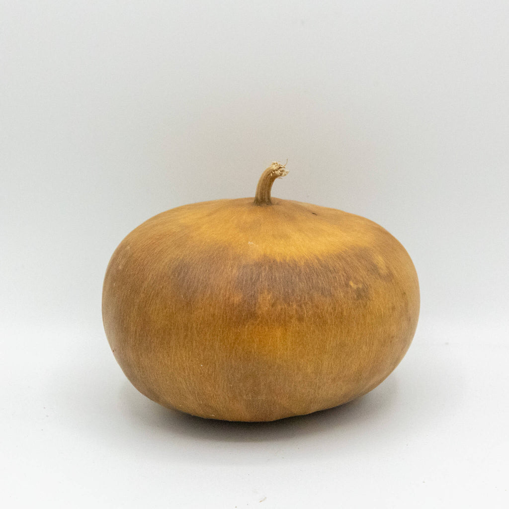 Dried Canteen Gourd - 6" in Diameter