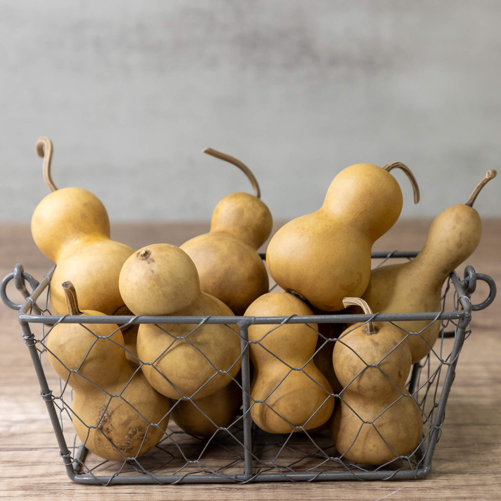 Dried Mini Bottle Gourd - 1.75" in Diameter