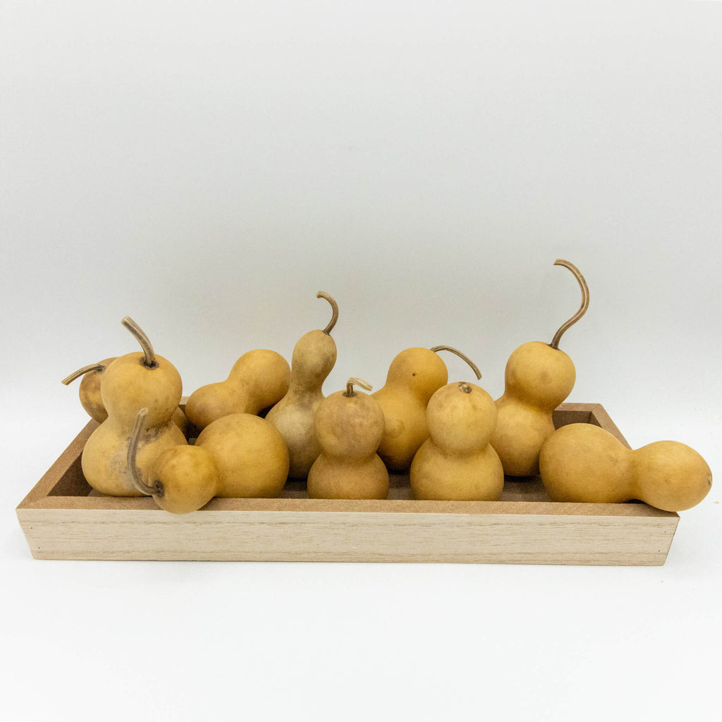 Dried Mini Bottle Gourd - 1.75" in Diameter
