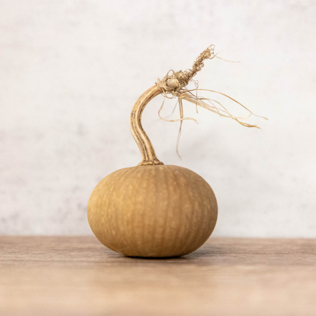 Dried Mini Pumpkin Gourd