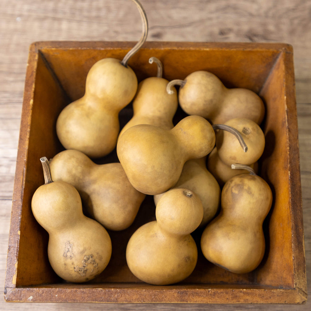 Dried Mini Bottle Gourd - 1.75" in Diameter