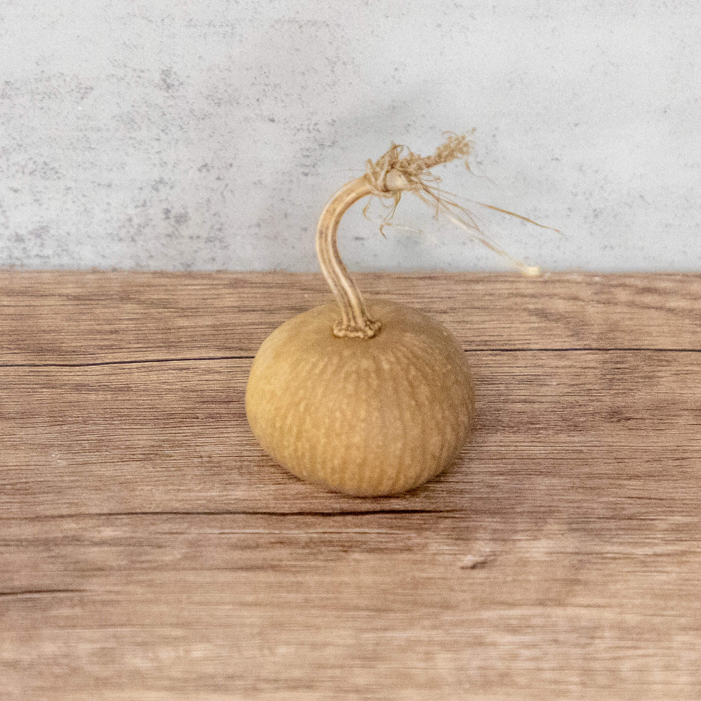 Dried Mini Pumpkin Gourd