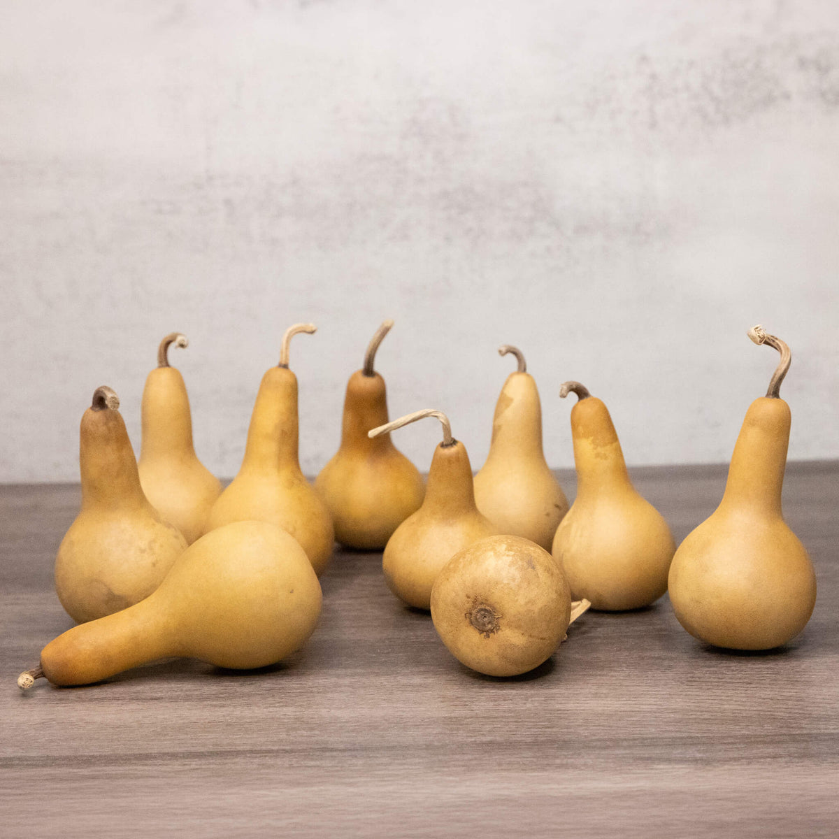 Dried Dipper Gourd - 2" in Diameter