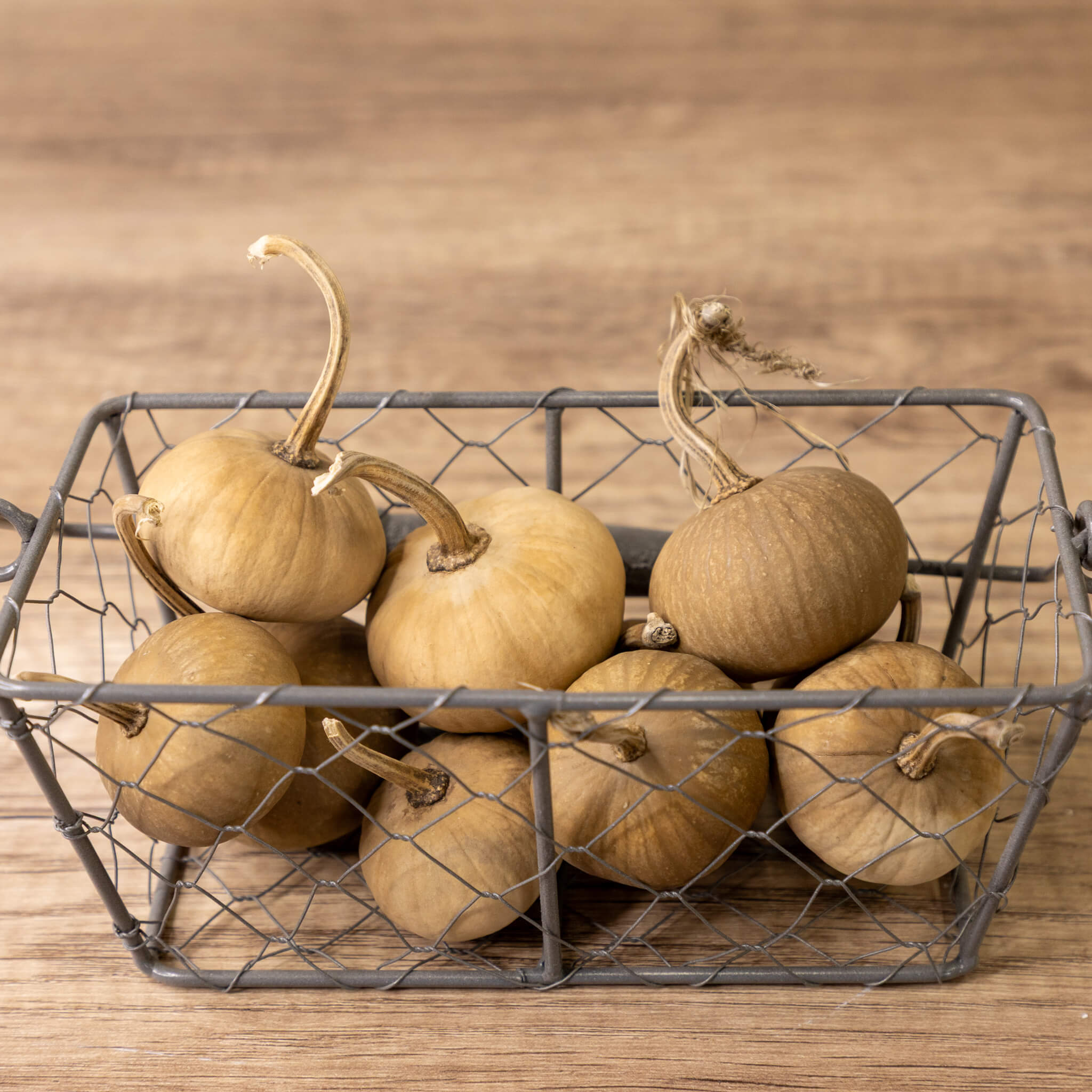 Dried Mini Pumpkin Gourd