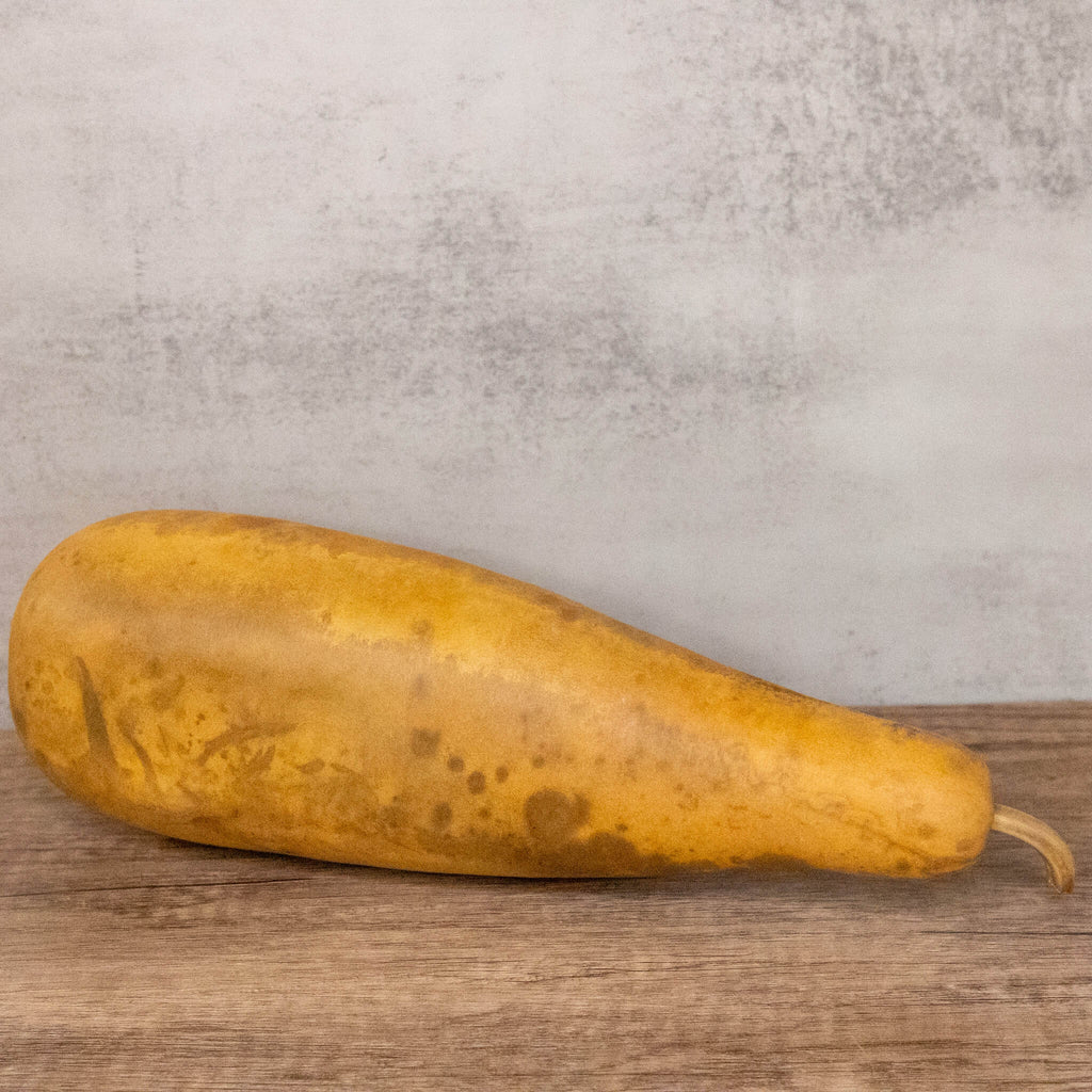 Dried People Gourd - 12-14" in Length