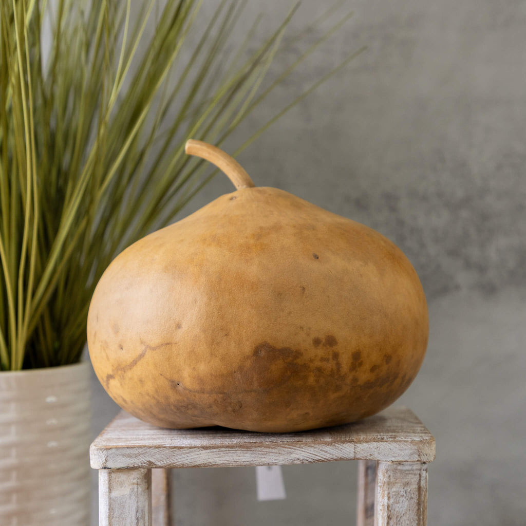 Dried Canteen Gourd - 7" in Diameter