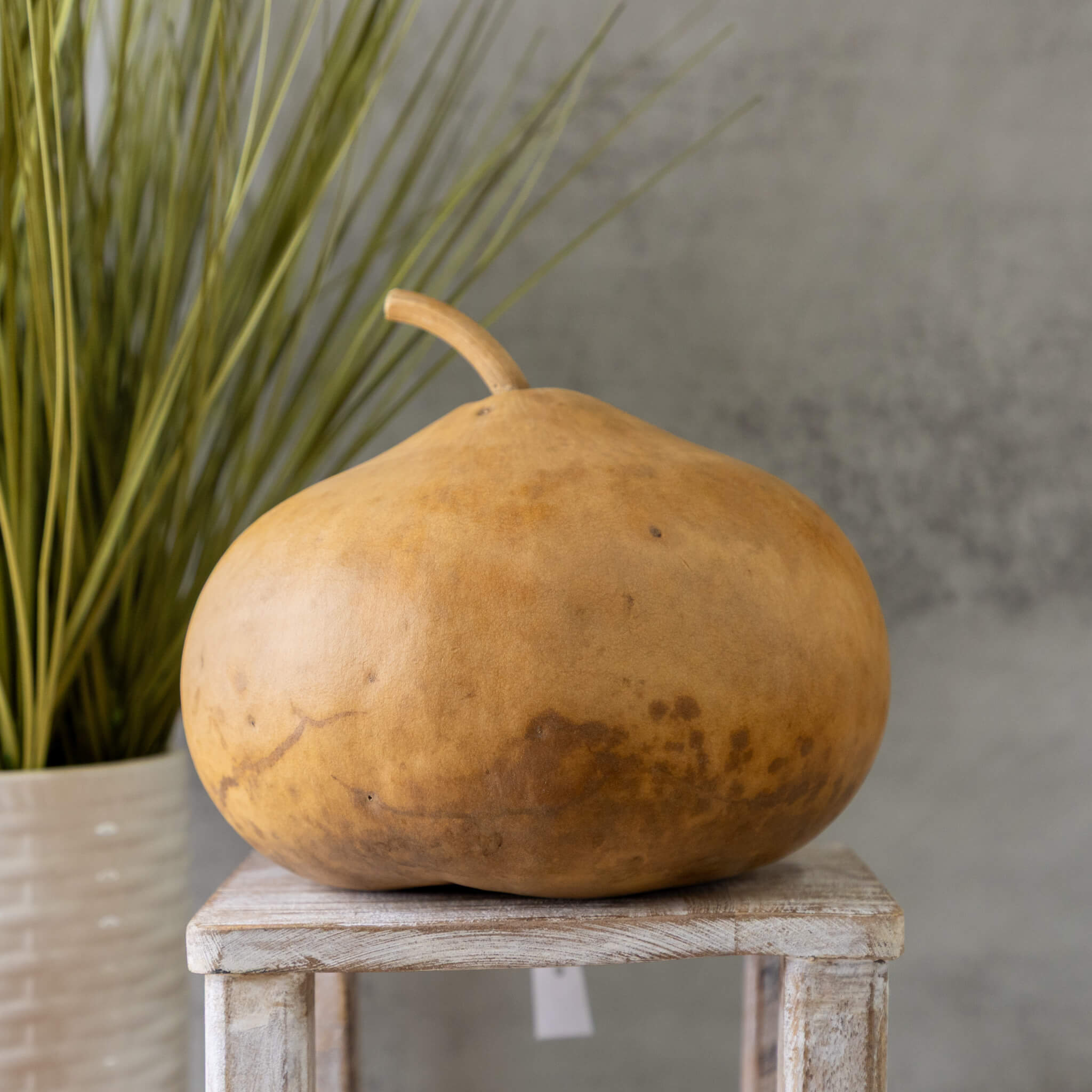 Dried Canteen Gourd - 7" in Diameter