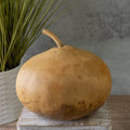 Dried Canteen Gourd - 7" in Diameter