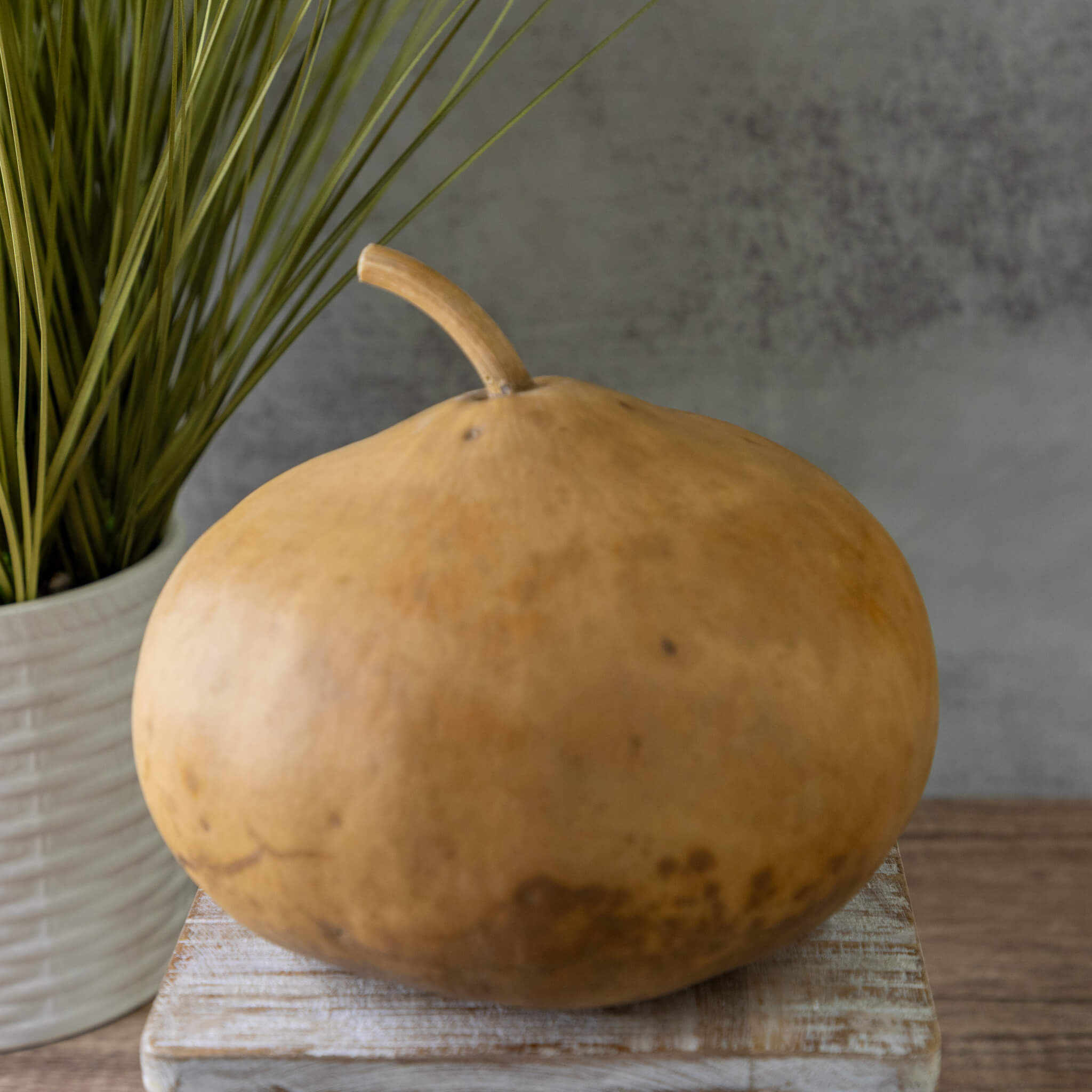 Dried Canteen Gourd - 7" in Diameter