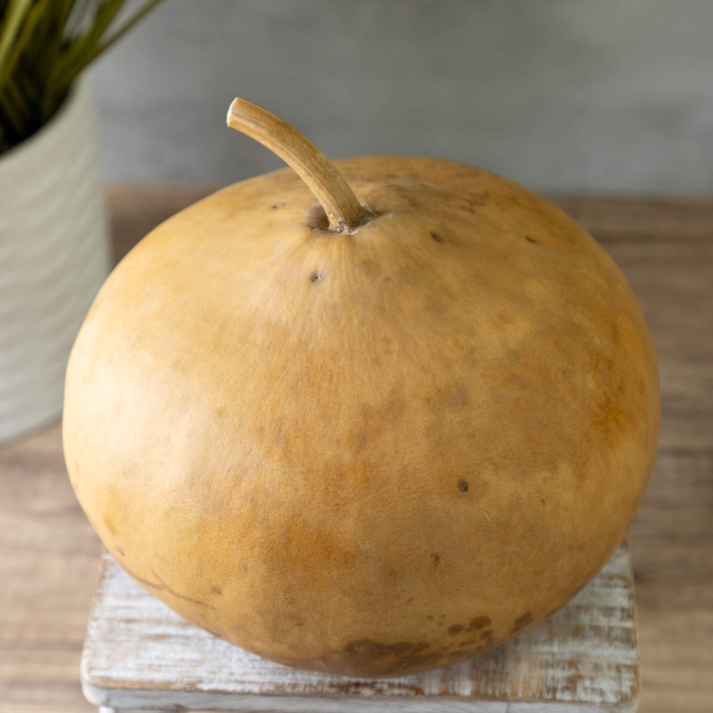 Dried Canteen Gourd - 7" in Diameter