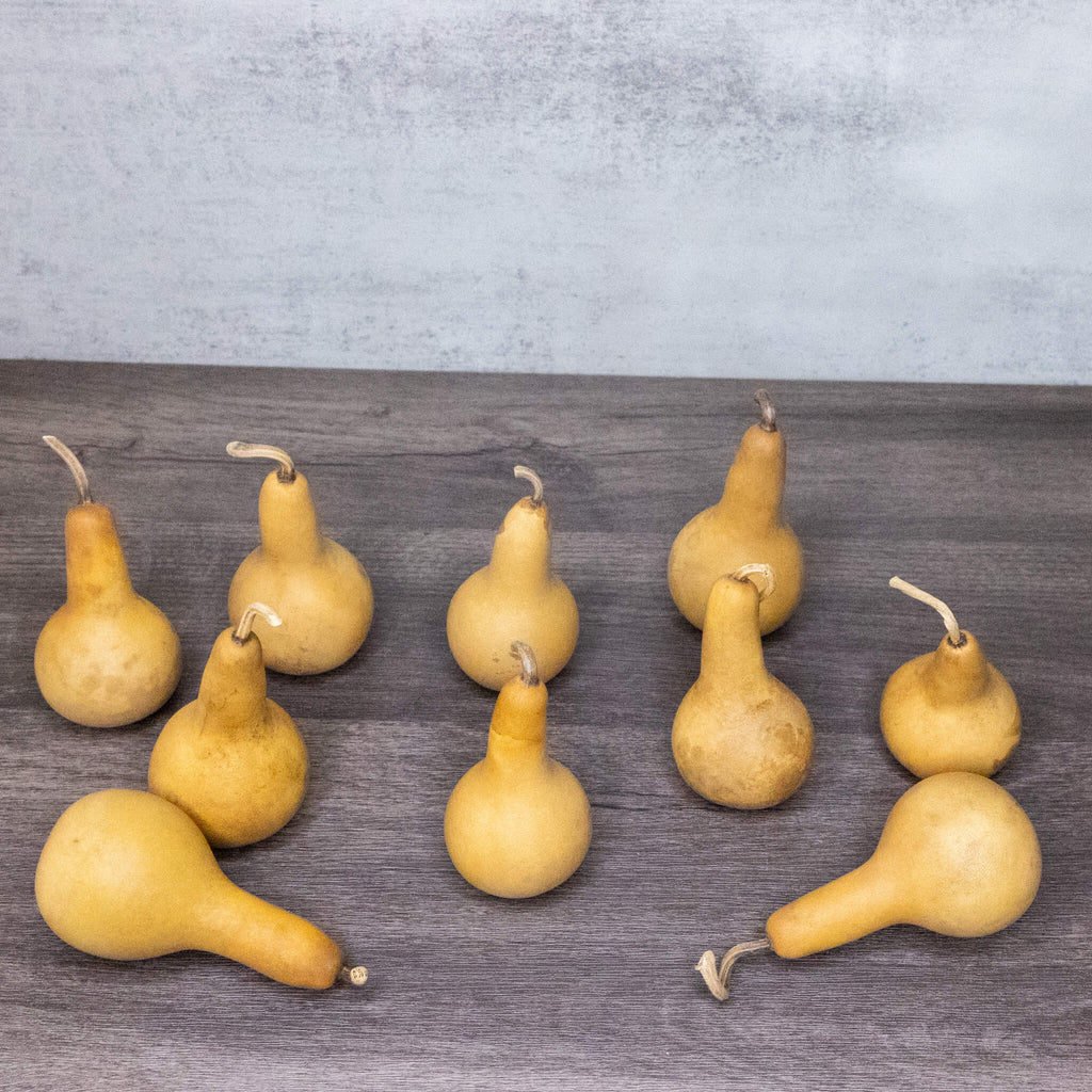 Dried Dipper Gourd - 2" in Diameter