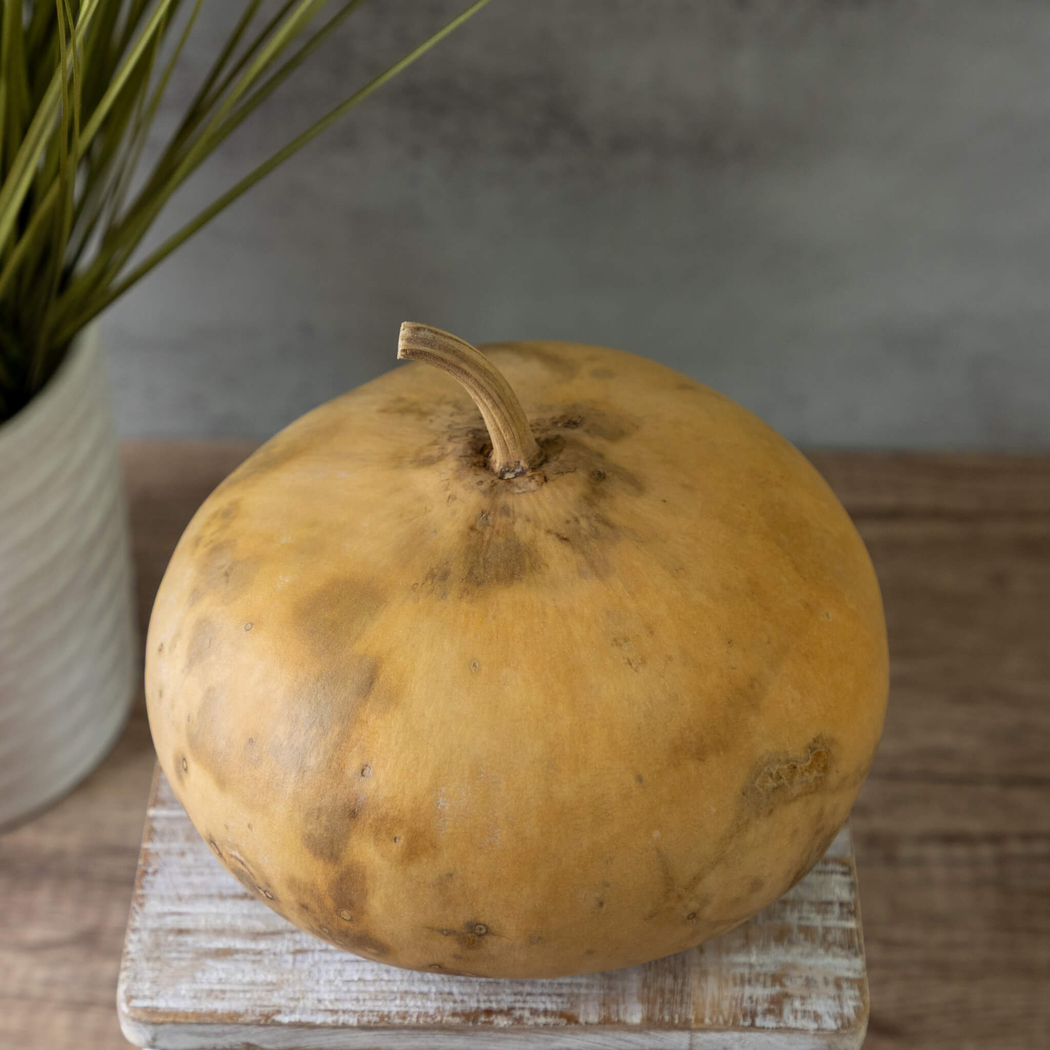 Dried Canteen Gourd - 7" in Diameter