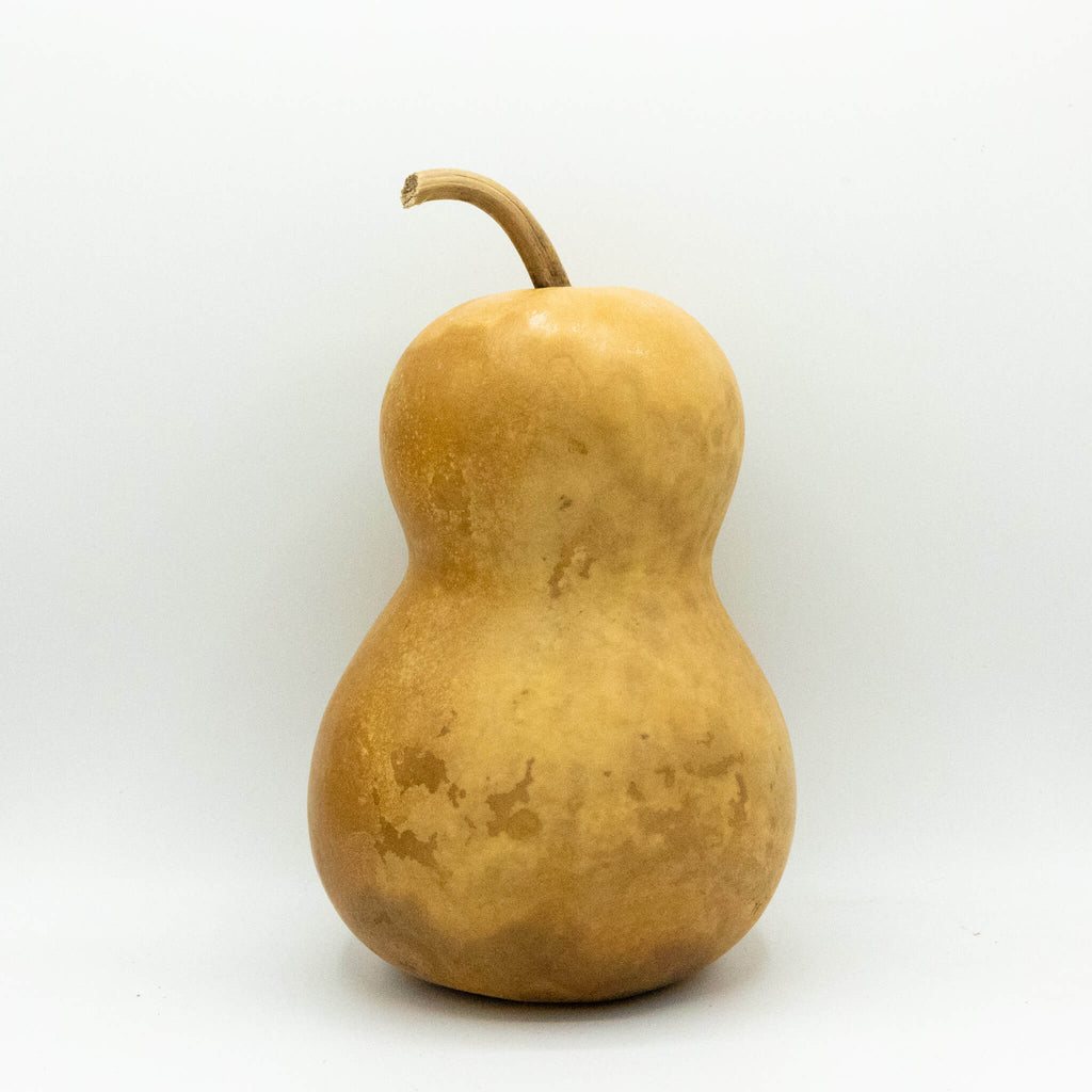 Dried Hourglass Bottle Gourd - 6" in Diameter