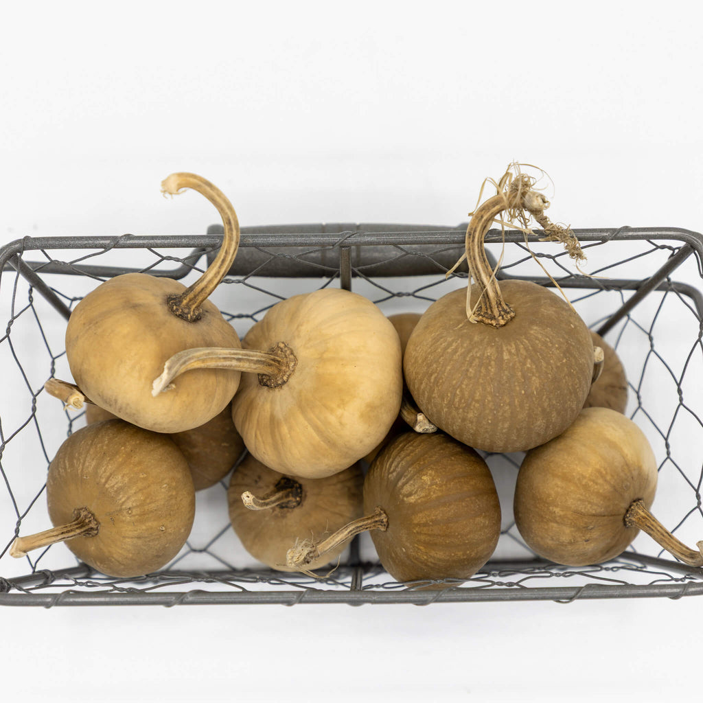 Dried Mini Pumpkin Gourd