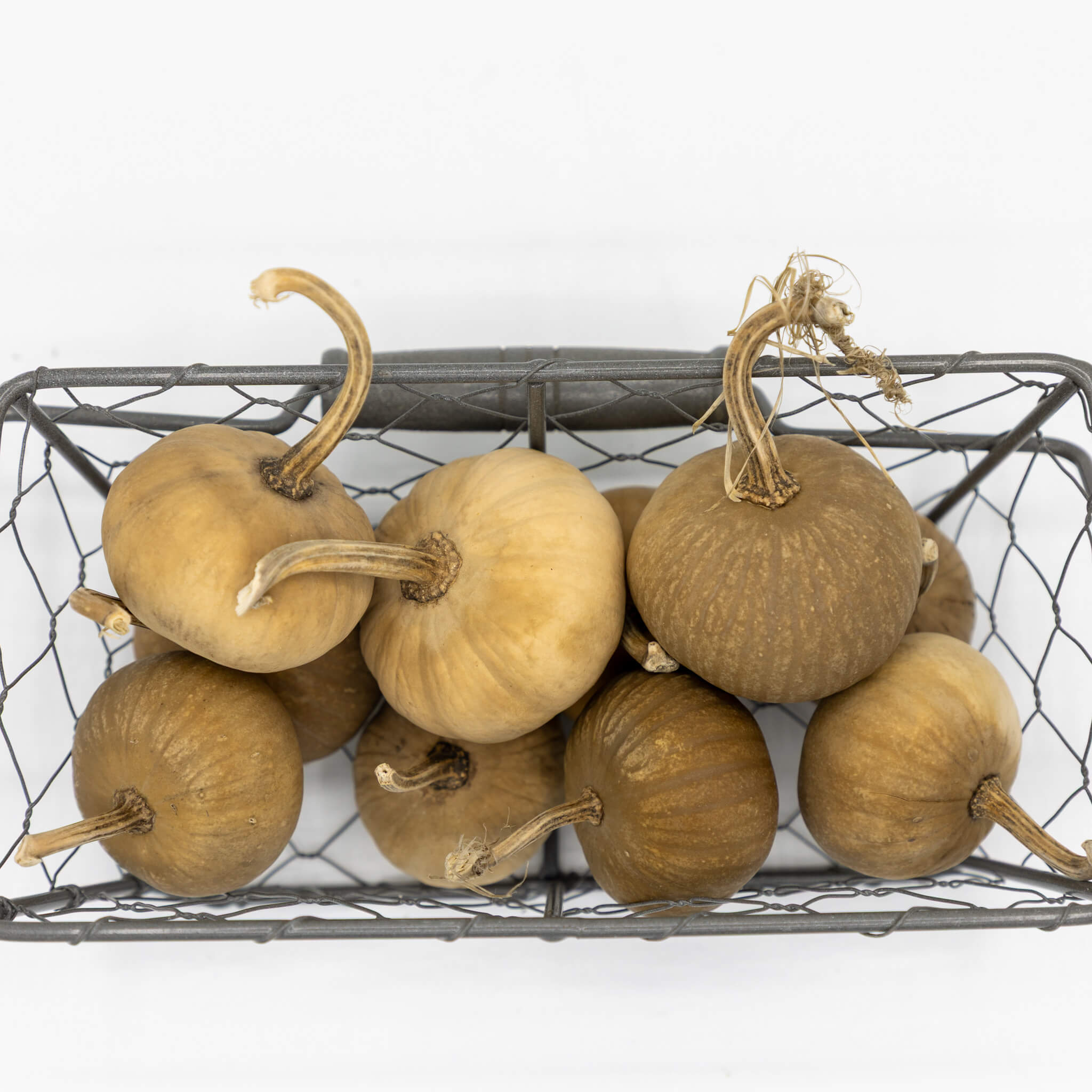 Dried Mini Pumpkin Gourd