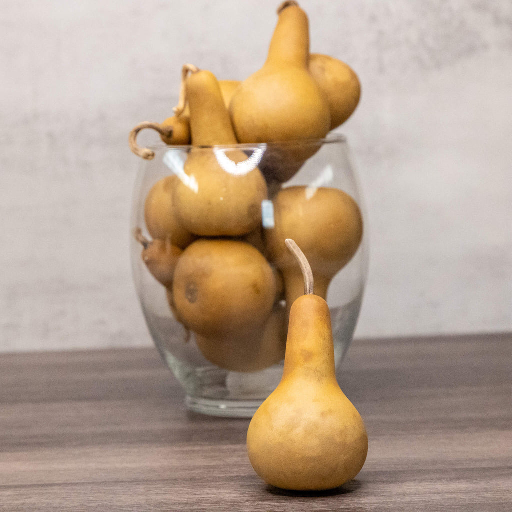 Dried Dipper Gourd - 2" in Diameter