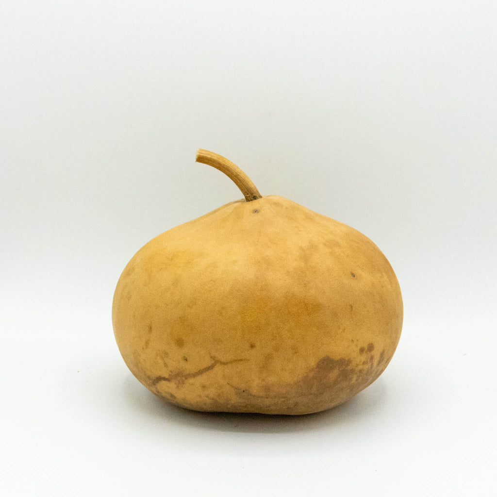 Dried Canteen Gourd - 7" in Diameter