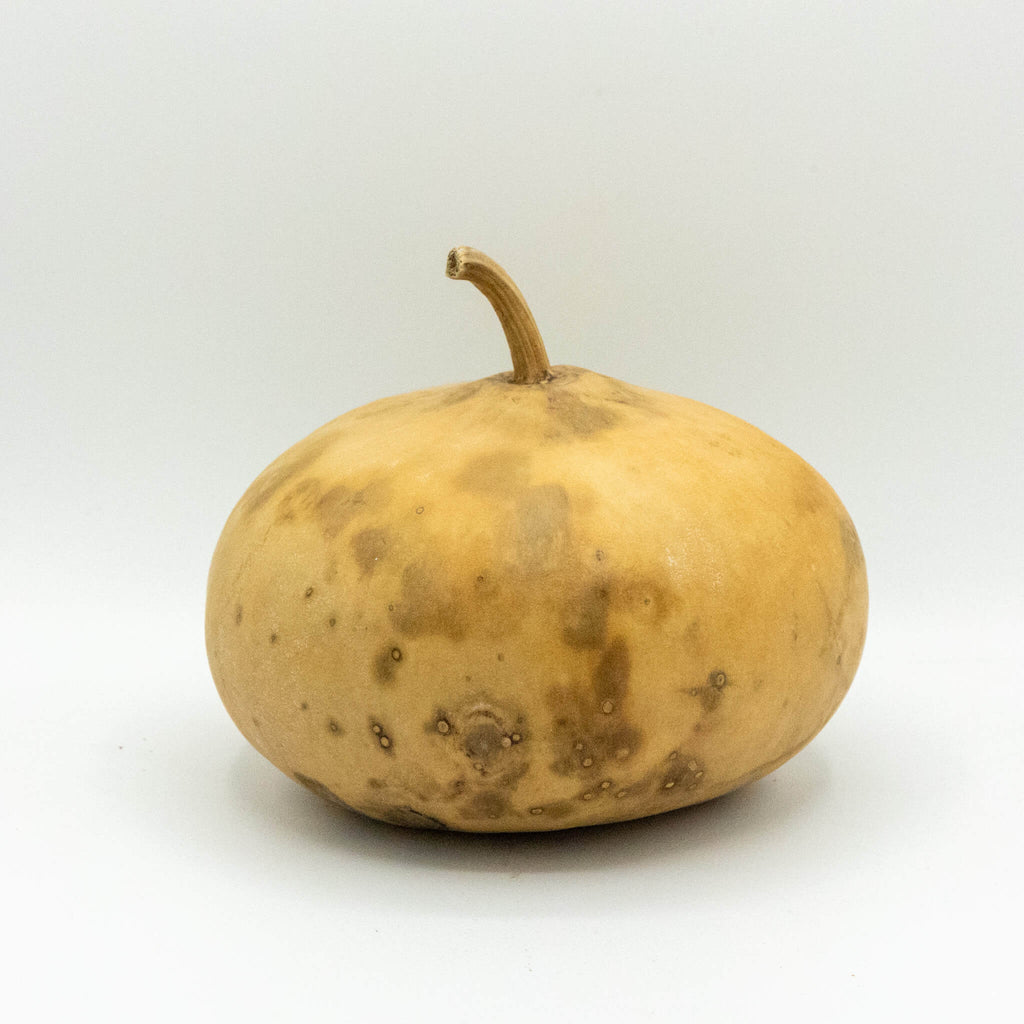 Dried Canteen Gourd - 7" in Diameter
