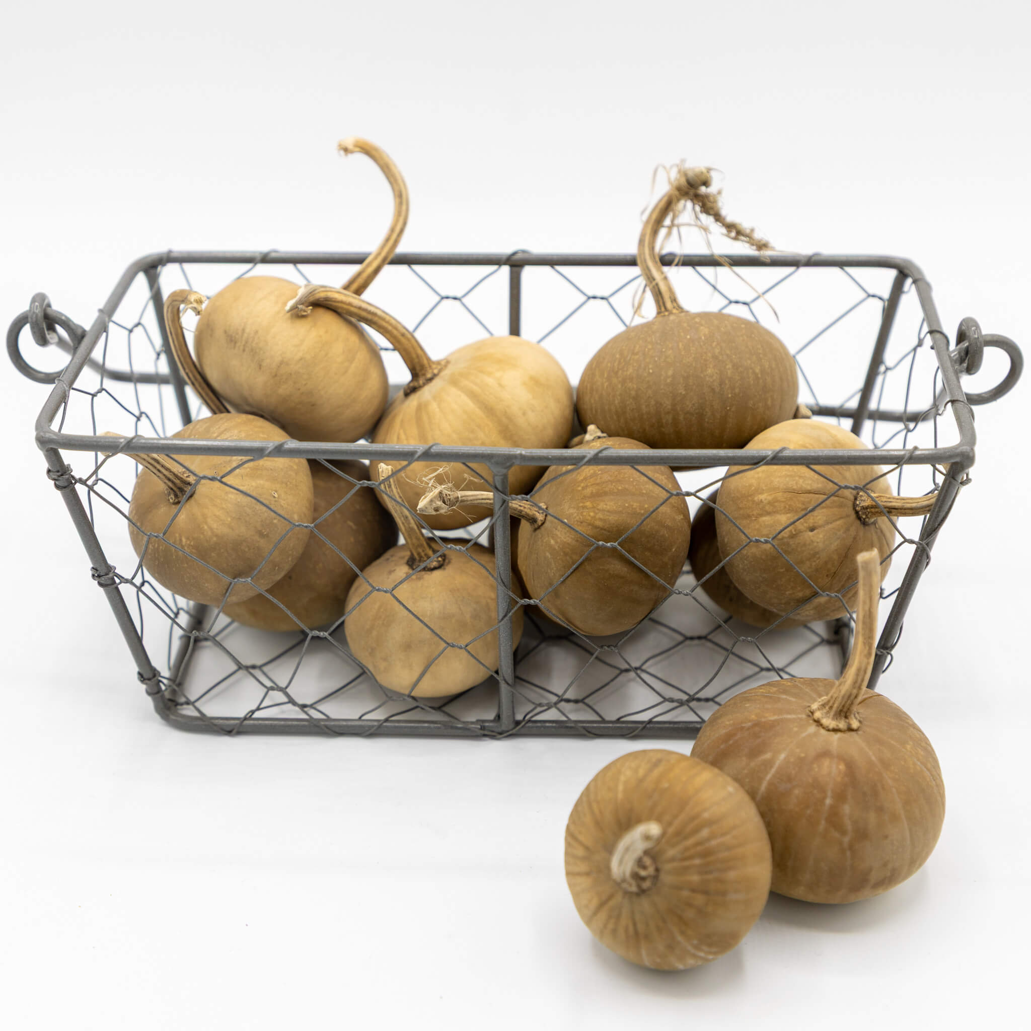 Dried Mini Pumpkin Gourd