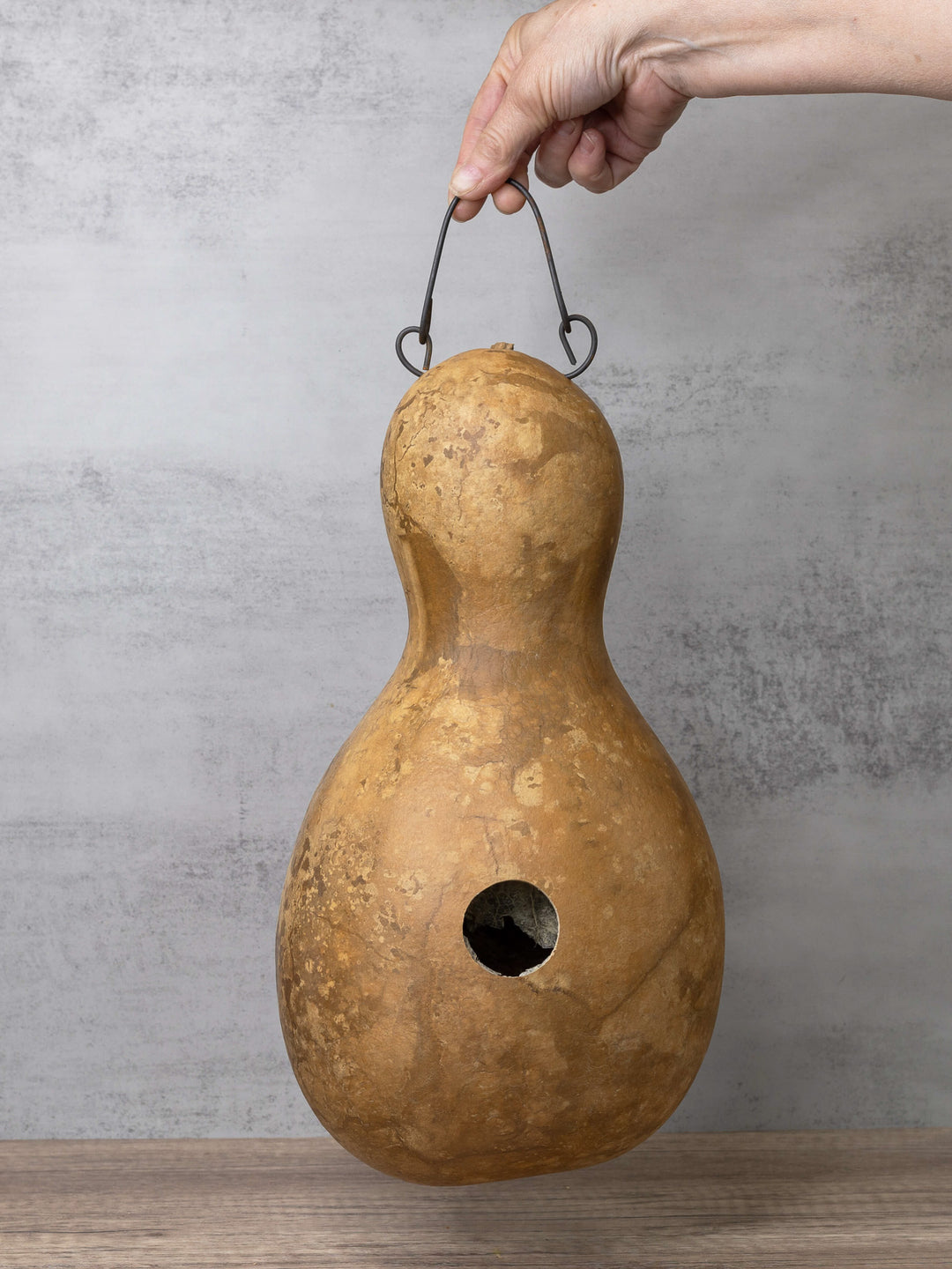 Raw unfinished birdhouse gourd at Meadowbrooke Gourds